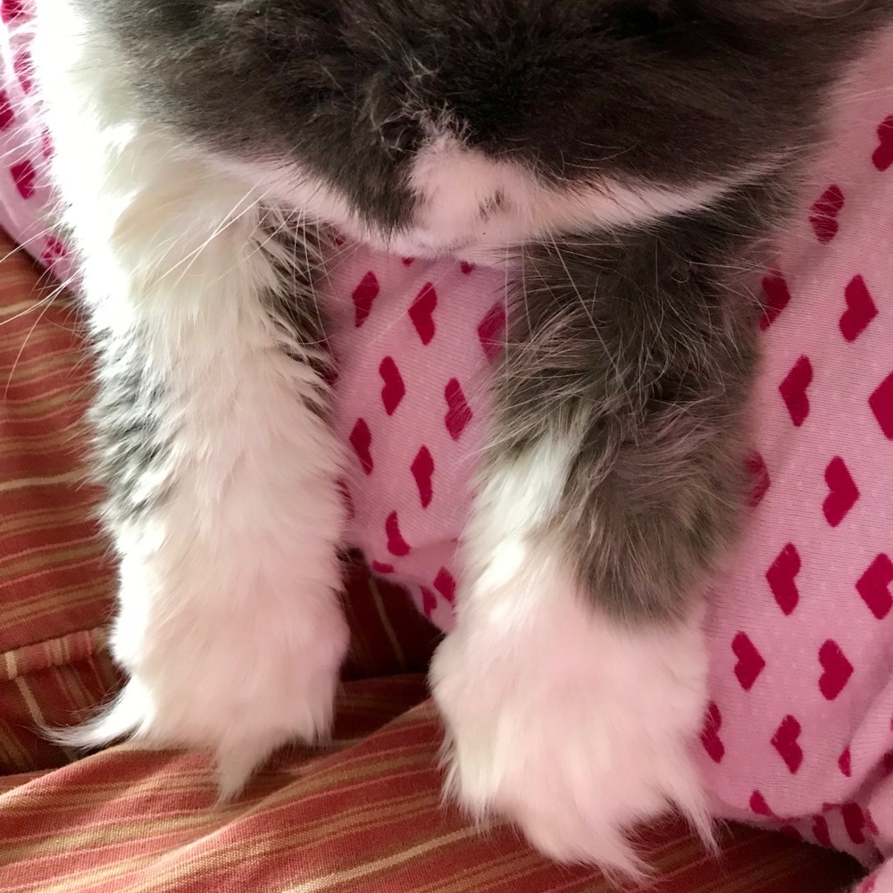 Meet your Posher, Holly